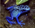 /album/galerie-de-photos-nature-technologie/screenhunter-47-jan-17-19-41-jpg/